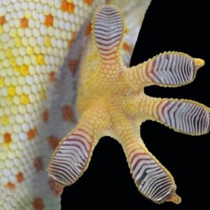 picioarele-gecko-inspira-talpile-de-pantofi-anti-alunecare