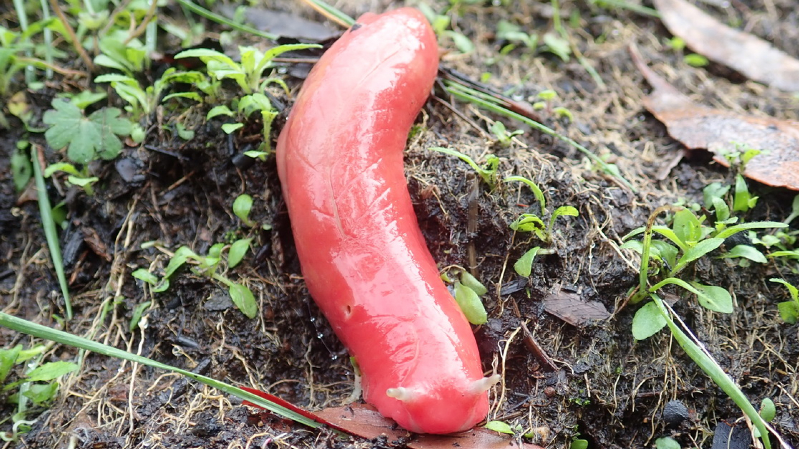 muntele-kaputar-roz-slug:-uriasul-molusk-roz-fierbinte-gasit-doar-pe-un-singur-vulcan-disparut