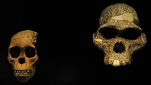 intr-un-prim,-proteinele-antice-dezvaluie-sexul-rudei-umane-de-acum-3,5-milioane-de-ani