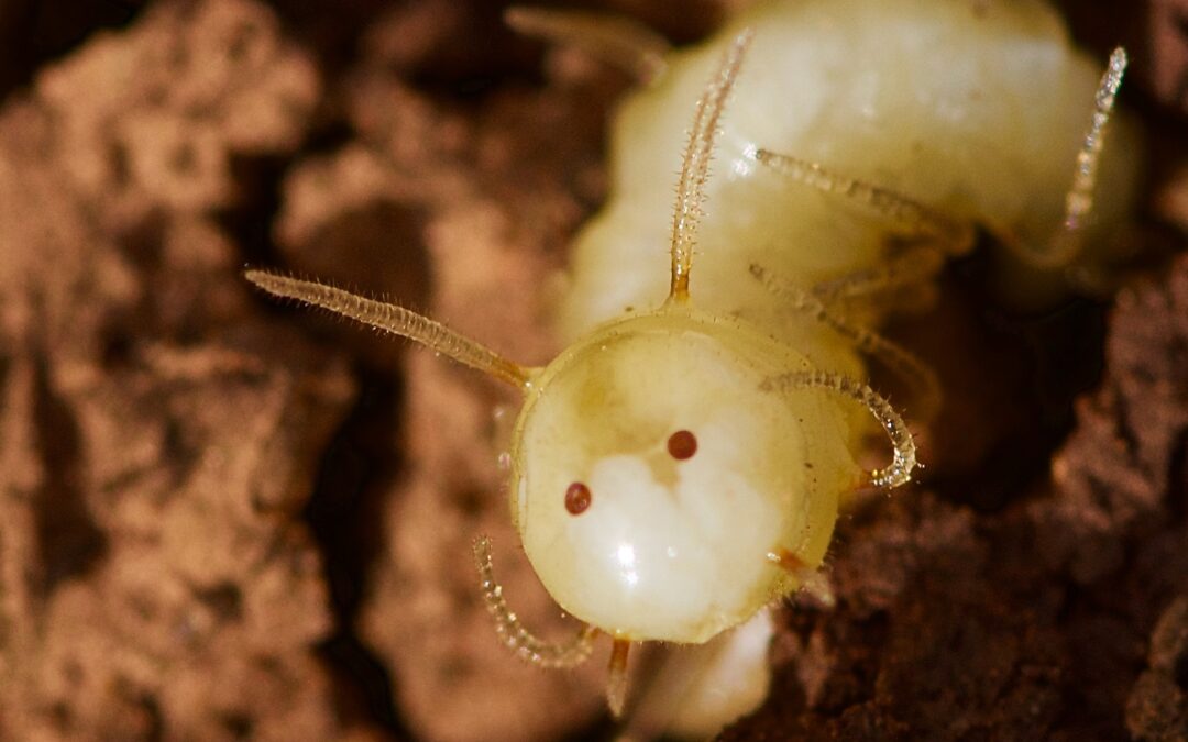 Maggot cu muște marocană folosește fața falsă pe fundul său pentru a se infiltra în colonia termită