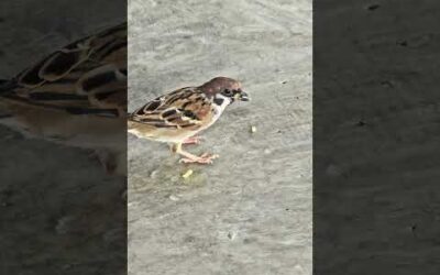 Did you see the bird eating ramen?