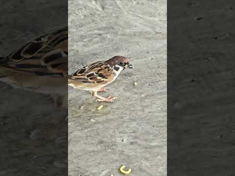 Did you see the bird eating ramen?