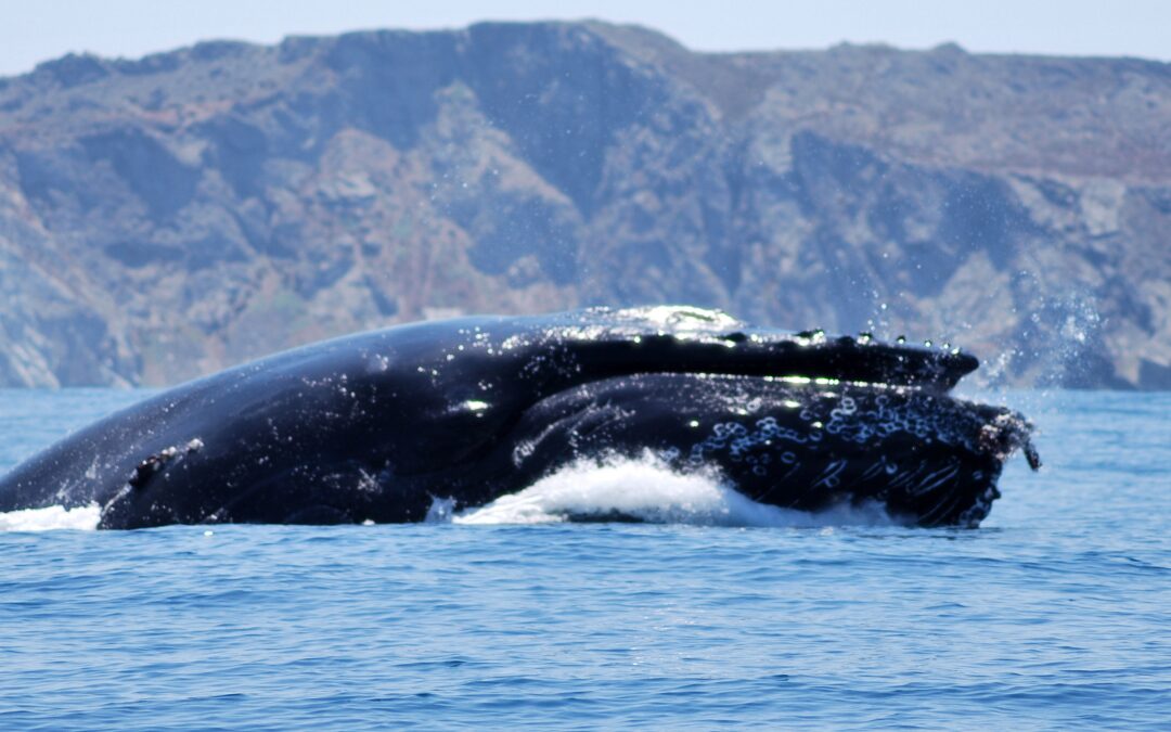 „Am crezut că sunt mort”: videoclip terifiant cu Humpback Whale Gobling Up Kayaker explicat