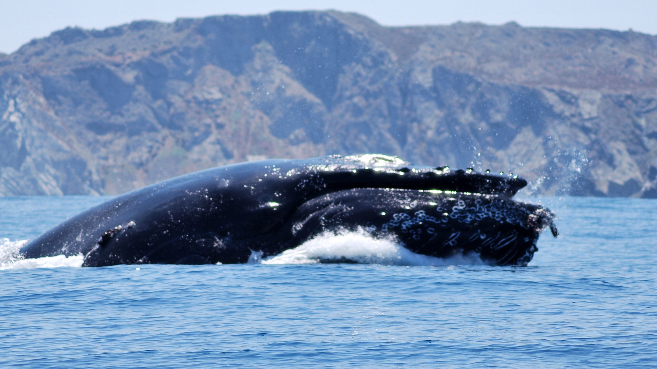 „am-crezut-ca-sunt-mort”:-videoclip-terifiant-cu-humpback-whale-gobling-up-kayaker-explicat