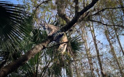 Giant Florida Panther capturat de oficialii faunei sălbatice este cel mai greu în record