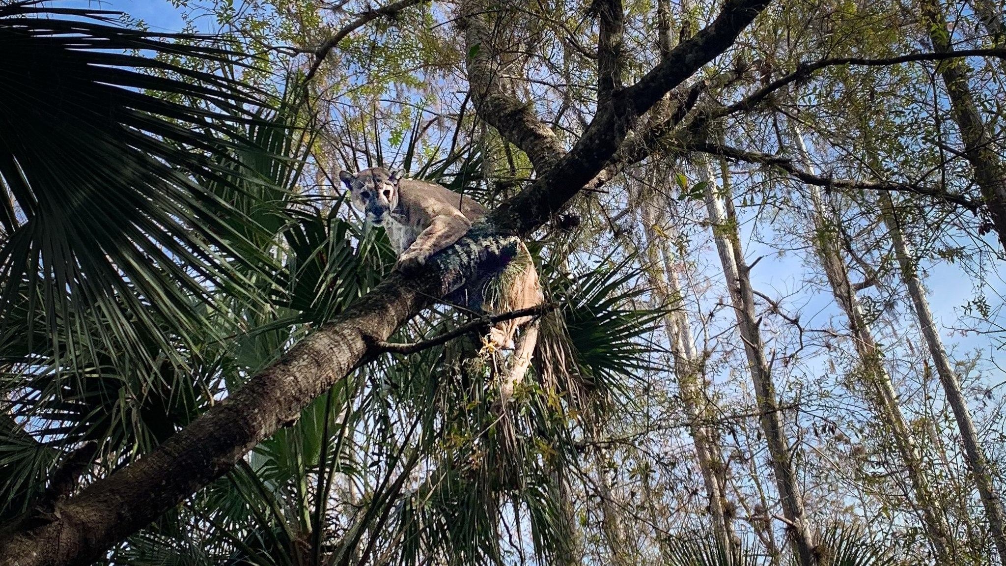 giant-florida-panther-capturat-de-oficialii-faunei-salbatice-este-cel-mai-greu-in-record