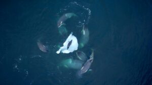 cum-sa-vizionati-„expeditie-killer-whale”-–-tv-si-detalii-de-streaming-pentru-documentarul-orca
