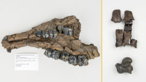 scufundatorii-descopera-un-comori-de-fosile-in-varsta-de-500.000-de-ani-in-florida,-din-florida,