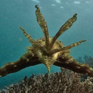 studiu:-cuttlefish-adaps-afiseaza-camuflajele-atunci-cand-prada-de-vanatoare