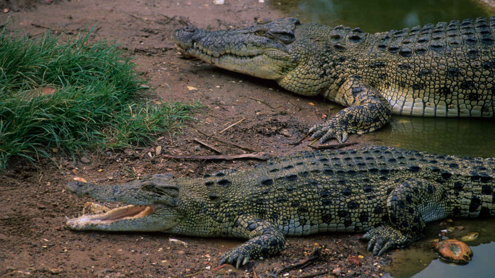 crocodilii-se-supraincalzesc-din-cauza-schimbarilor-climatice-–-si-isi-schimba-comportamentul