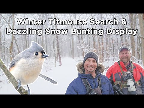 Tufted Titmouse Search and a Dazzling Snow Bunting Display