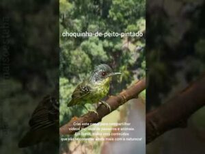 CANTOS DE PÁSSAROS QUE VC OUVIU MAS NÃO SABE NOME