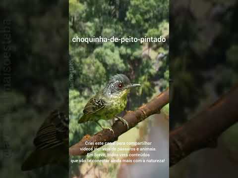 CANTOS DE PÁSSAROS QUE VC OUVIU MAS NÃO SABE NOME