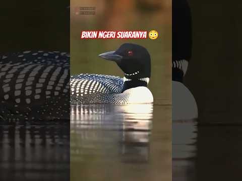 SUARA BURUNG INI BIKIN MERINDING ! #beautifulbird #wildbirds #wildbirdphotography