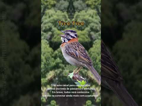 OS CANTO DE PÁSSAROS MAIS BONITO DO BRASIL