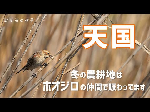 《ゆるい自然観察Vlog138》冬の農耕地はホオジロの仲間が楽しい
