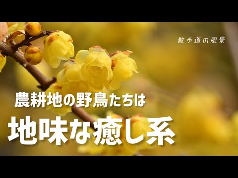 《ゆるい自然観察Vlog139》農耕地の野鳥は地味だけど癒されます