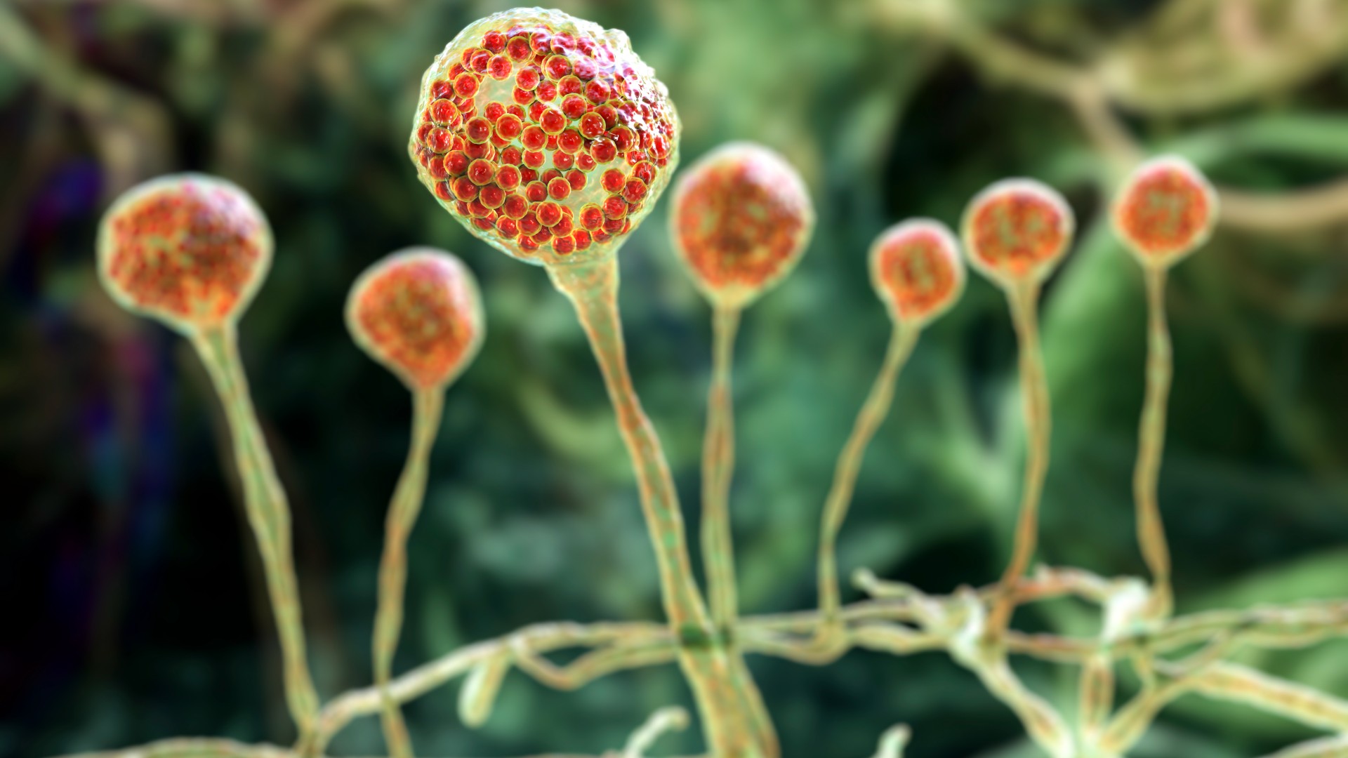 infectia-mortala-„ciuperca-neagra”-care-decimeaza-carnea