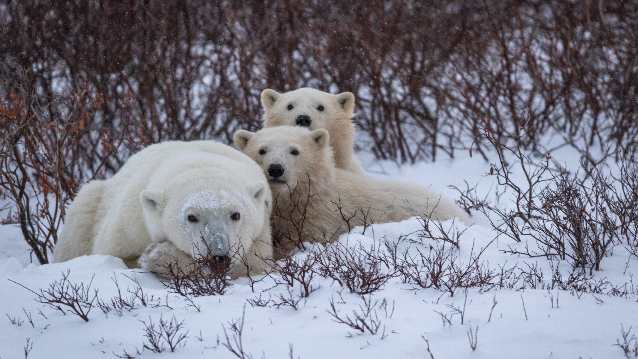 urmariti-puii-de-urs-polar-iesiti-din-den-ul-lor-de-iarna-pentru-prima-oara-pe-svalbard