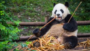 bamboo-ul-sneaky-poate-controla-genele-pandasului-care-il-mananca,-oamenii-de-stiinta-descopera