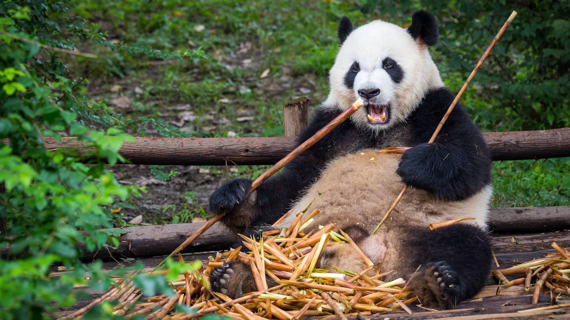 bamboo-ul-sneaky-poate-controla-genele-pandasului-care-il-mananca,-oamenii-de-stiinta-descopera