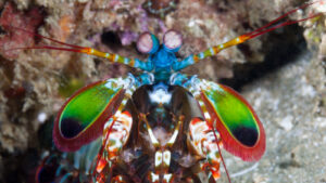 cel-mai-puternic-perforator-al-animal-kingdom-genereaza-un-„scut-fononic”-pentru-a-se-proteja