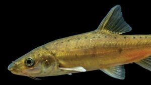 pestele-de-pestera-fara-scara-a-aurului-descoperit-in-china-arata-evolutia-in-actiune