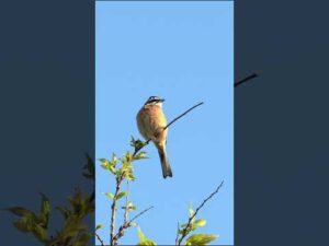 Graceful Rock Bunting Perched in the Wild #birds #nature #birdslover #wildlife #photography