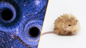 stiri-stiintifice-saptamana-aceasta:-memorie-gravitationala-si-soareci-lana
