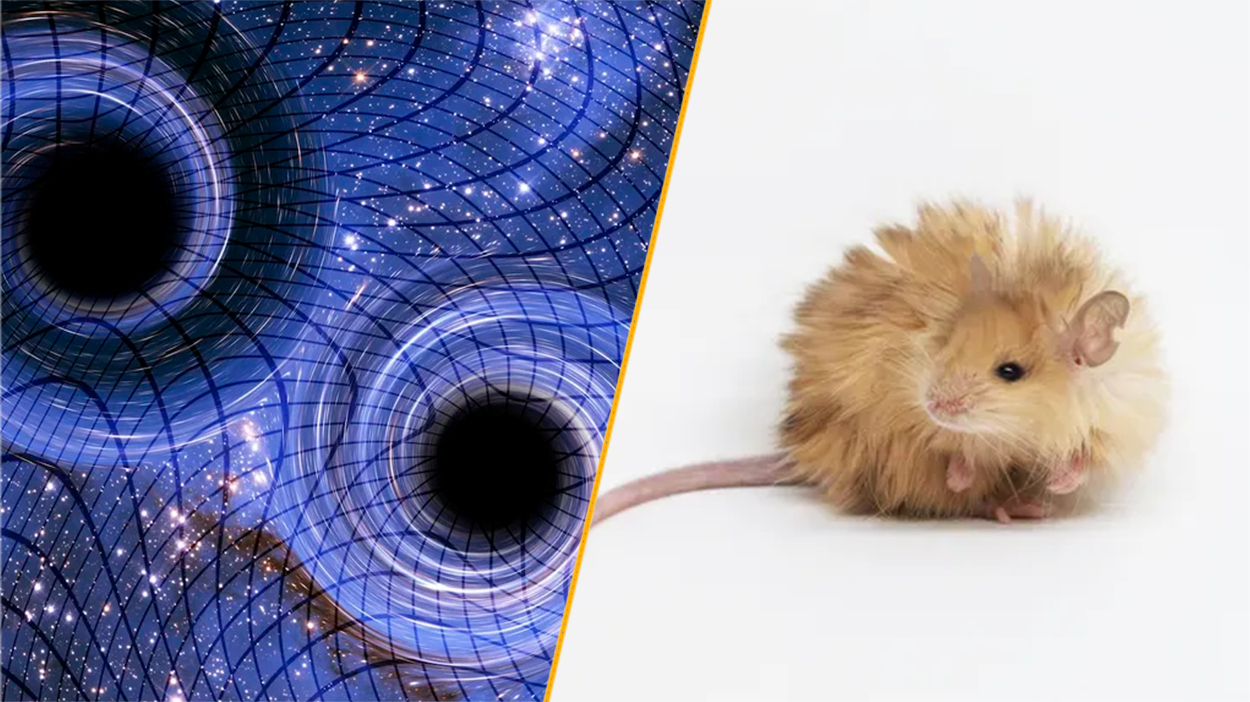 stiri-stiintifice-saptamana-aceasta:-memorie-gravitationala-si-soareci-lana