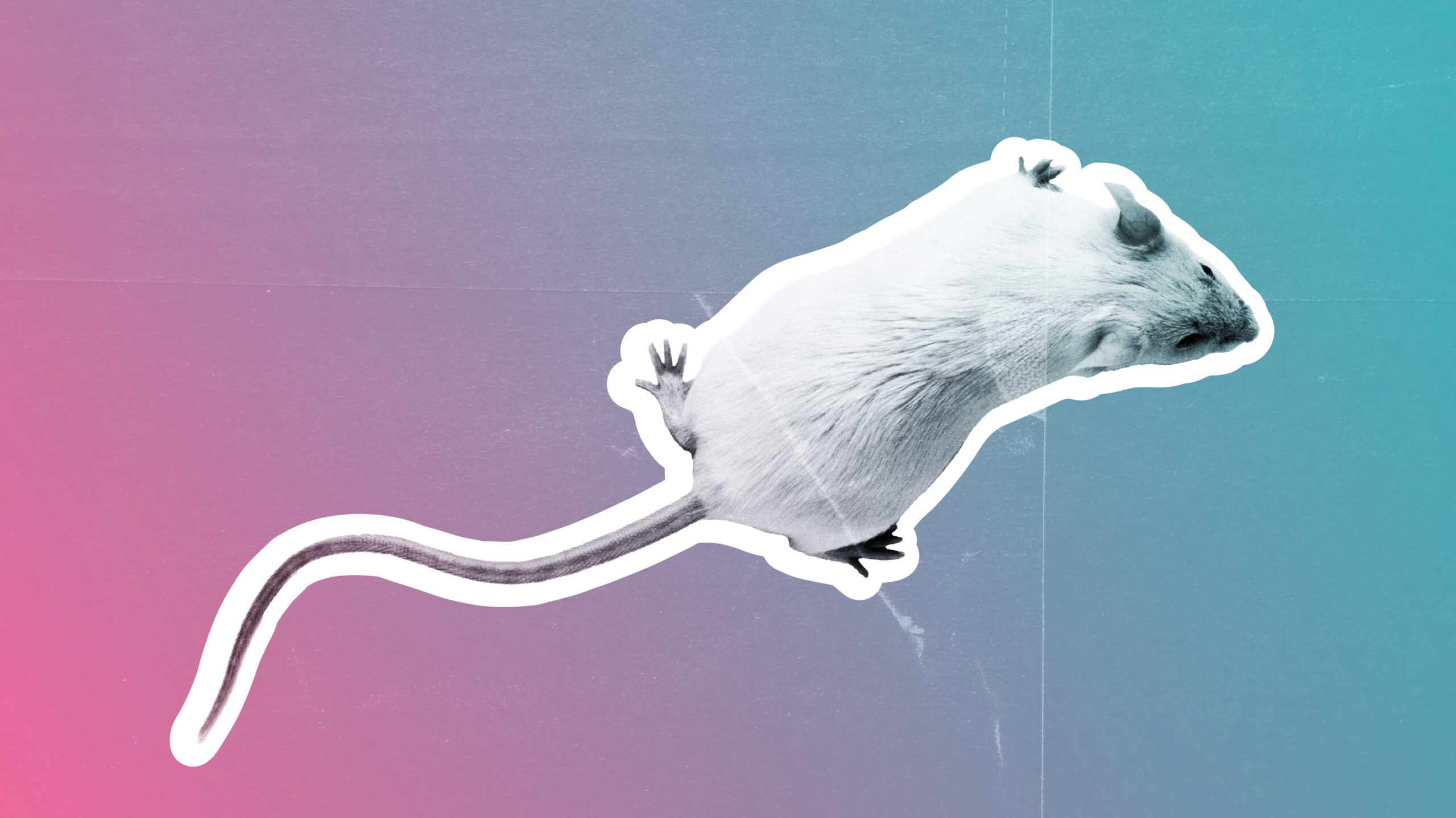 „sa-studiem-doar-barbatii-si-sa-l-pastram-simplu”:-cum-excluderea-animalelor-feminine-din-cercetare-a-retinut-neurostiinta-si-ar-putea-face-acest-lucru-din-nou