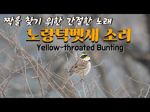 노랑턱멧새 소리 singing Yellow-throated Bunting#노랑턱멧새#새소리