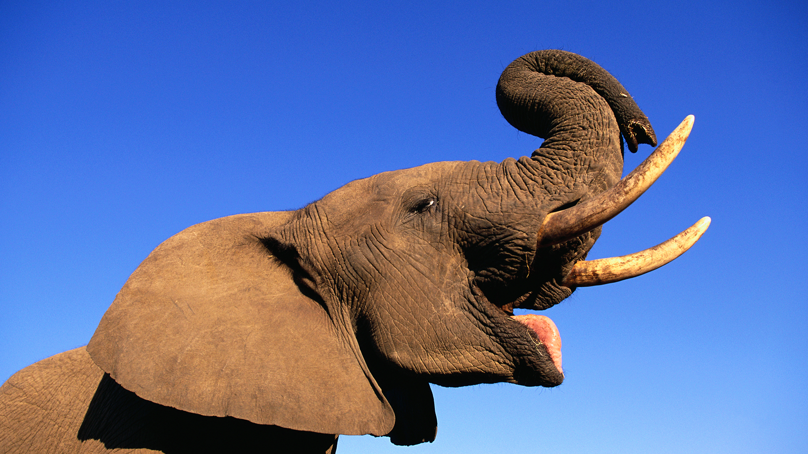 elephant-quiz:-testeaza-ti-desteptarile-pe-cel-mai-mare-animal-de-pamant-din-lume