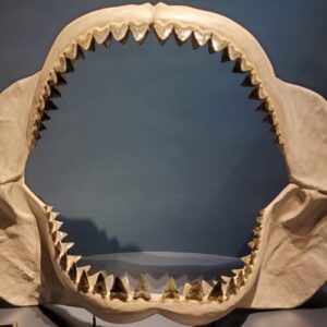 studiu:-forma-corpului-lui-megalodon-era-mai-aproape-de-un-rechin-de-lamaie