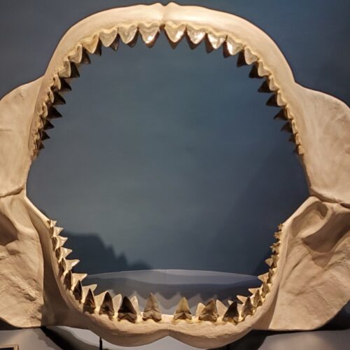 Studiu: Forma corpului lui Megalodon era mai aproape de un rechin de lămâie