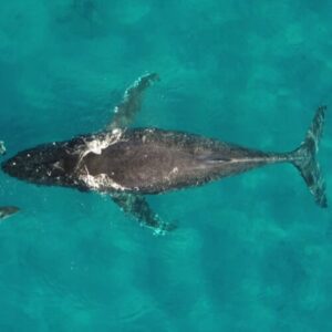 cum-beneficiaza-urina-de-balena-ecosistemul-ocean