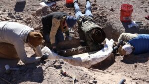 tusk-rar-mamut-gasit-pe-west-texas-ranch