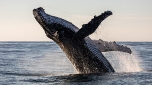 balene:-fapte-despre-cele-mai-mari-animale-de-pe-pamant
