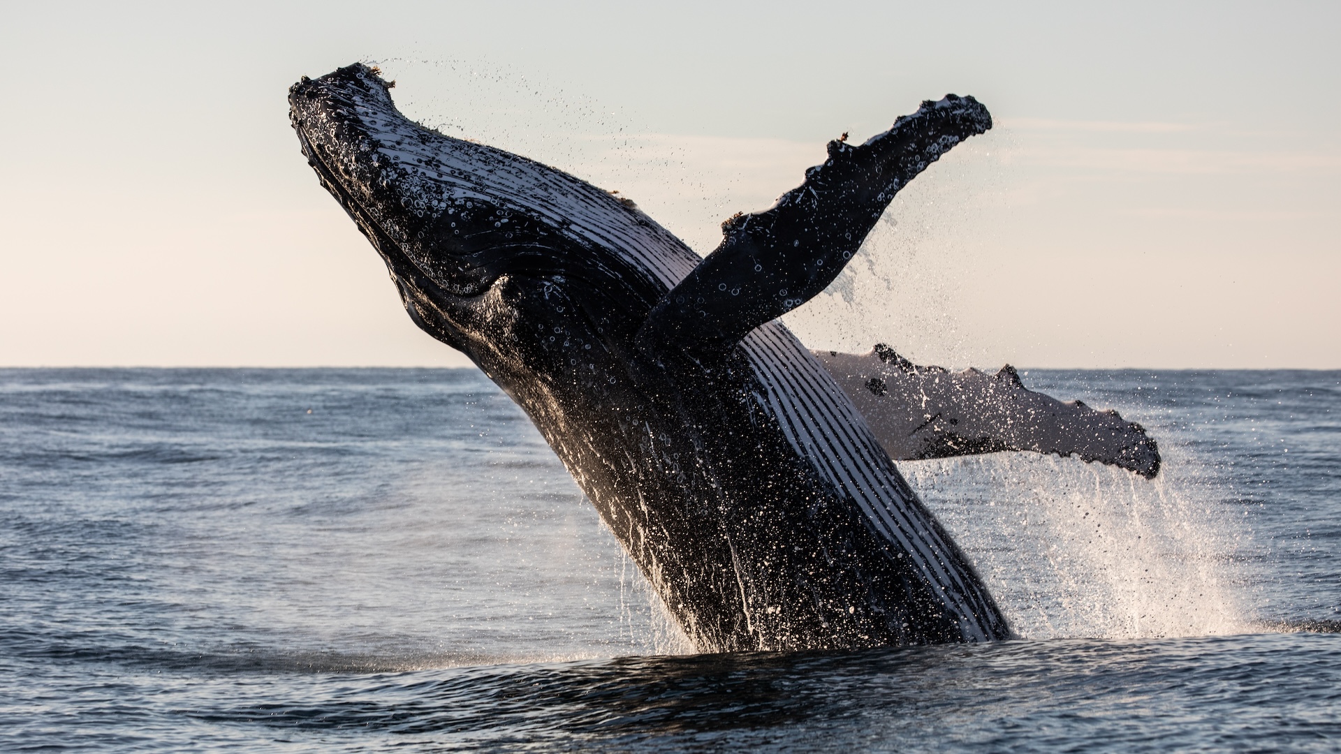 balene:-fapte-despre-cele-mai-mari-animale-de-pe-pamant