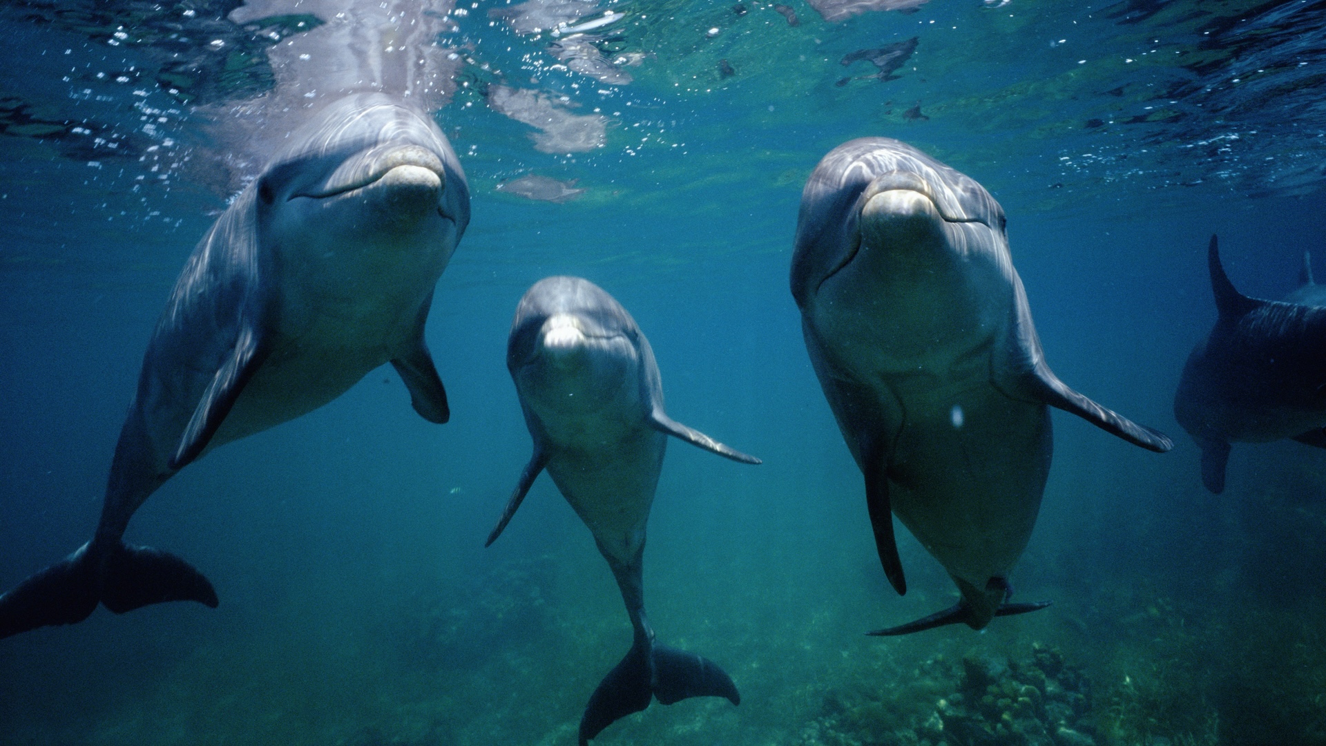 delfini:-fapte-despre-mamiferele-marine-inteligente-care-folosesc-instrumente-pentru-a-vana