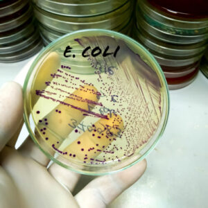 cercetatorii-inginer-bacterii-pentru-a-produce-materiale-plastice