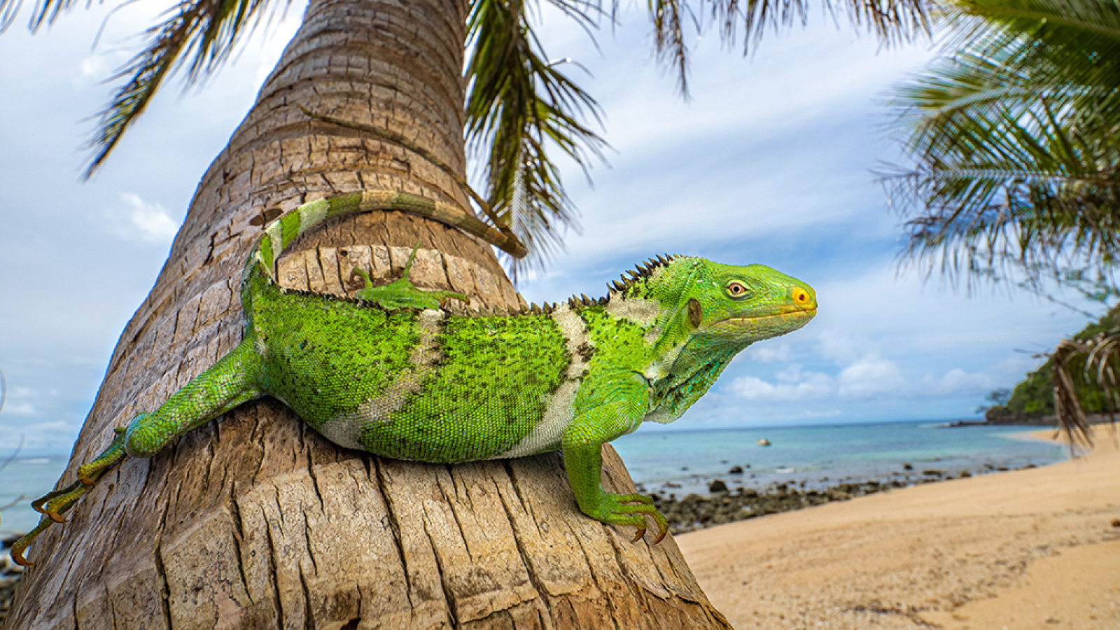 iguanas-a-navigat-pe-o-cincime-din-drum-in-jurul-lumii-pe-plute-acum-34-de-milioane-de-ani