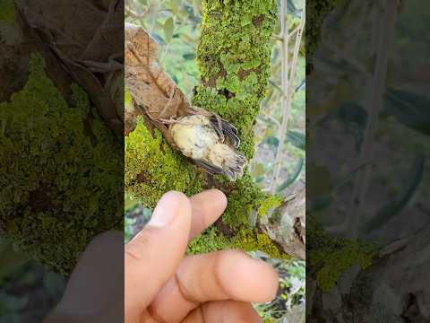 وجدت طائر صغير في البرية 😍a little bird in nature #birds #europeangoldfinch #طائر #الحسون