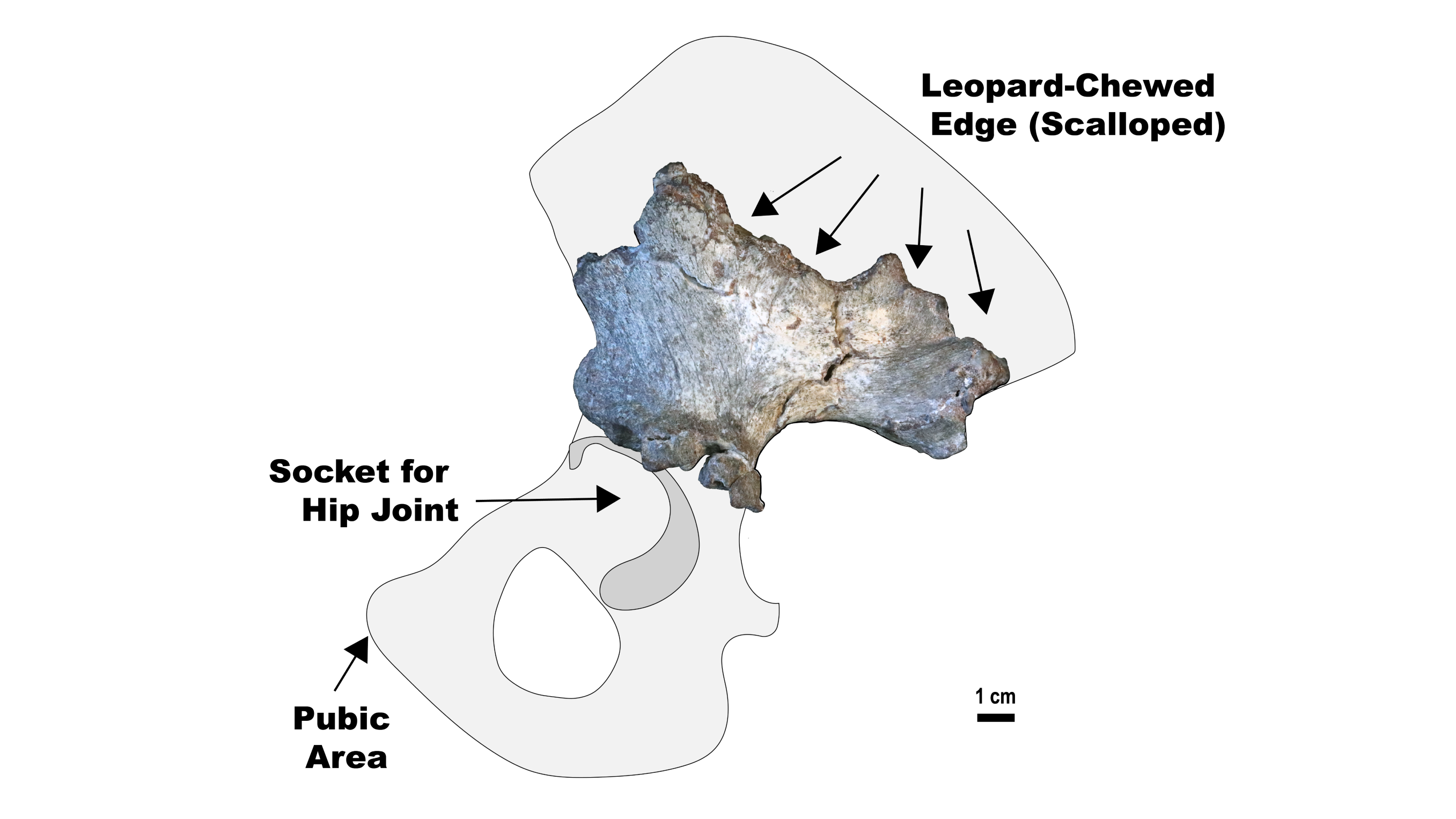 cea-mai-mica-ruda-umana-gasita-vreodata-poate-fi-devorata-de-un-leopard-acum-2-milioane-de-ani