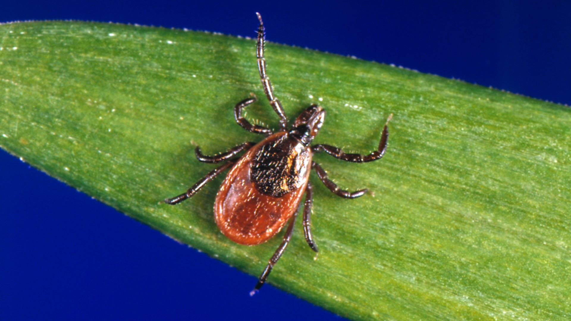 ce-este-babesioza?-infectia-parazitara-care-iti-„mananca”-globulele-rosii
