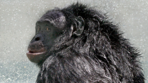 „bonobo-genius”-kanzi,-care-ar-putea-intelege-engleza-si-sa-joace-minecraft,-moare-la-44-de-ani