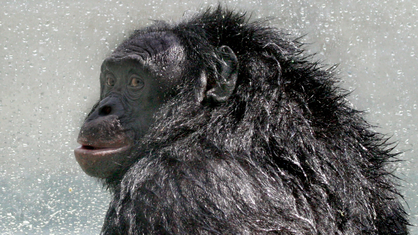 „bonobo-genius”-kanzi,-care-ar-putea-intelege-engleza-si-sa-joace-minecraft,-moare-la-44-de-ani