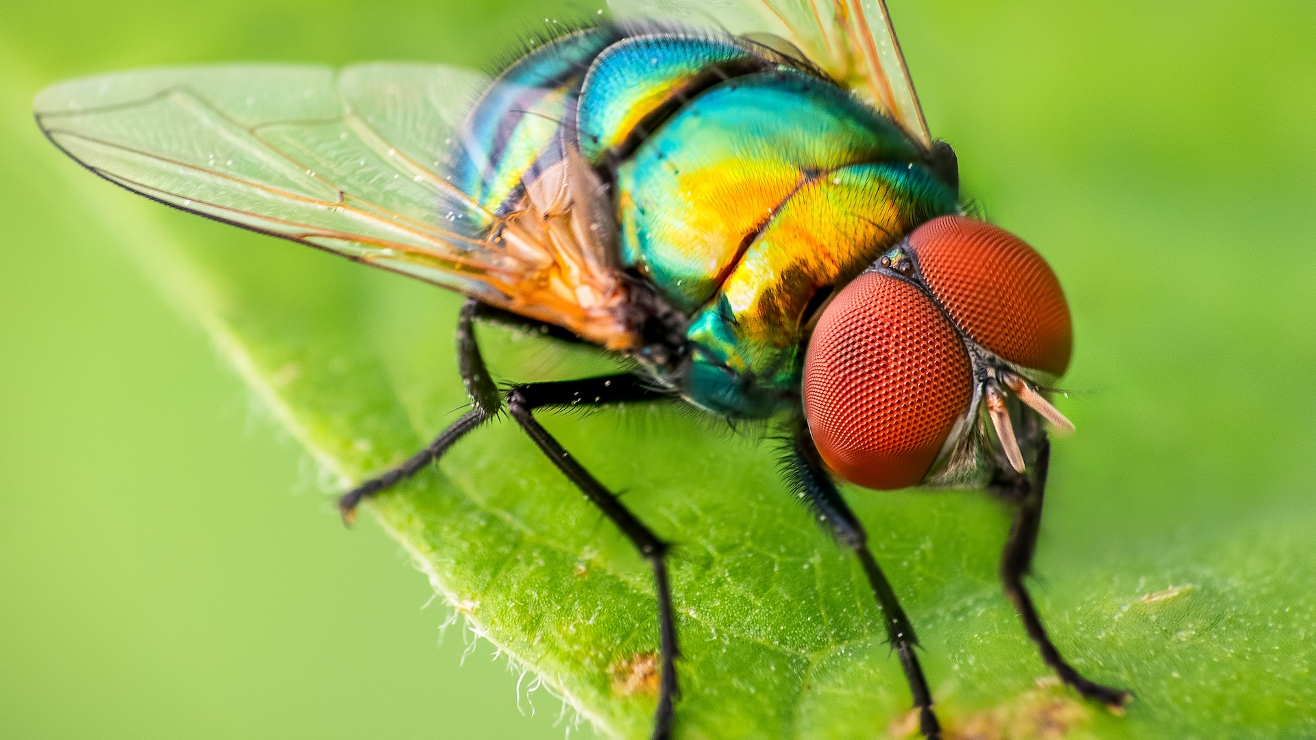 cate-specii-de-insecte-exista-pe-pamant?