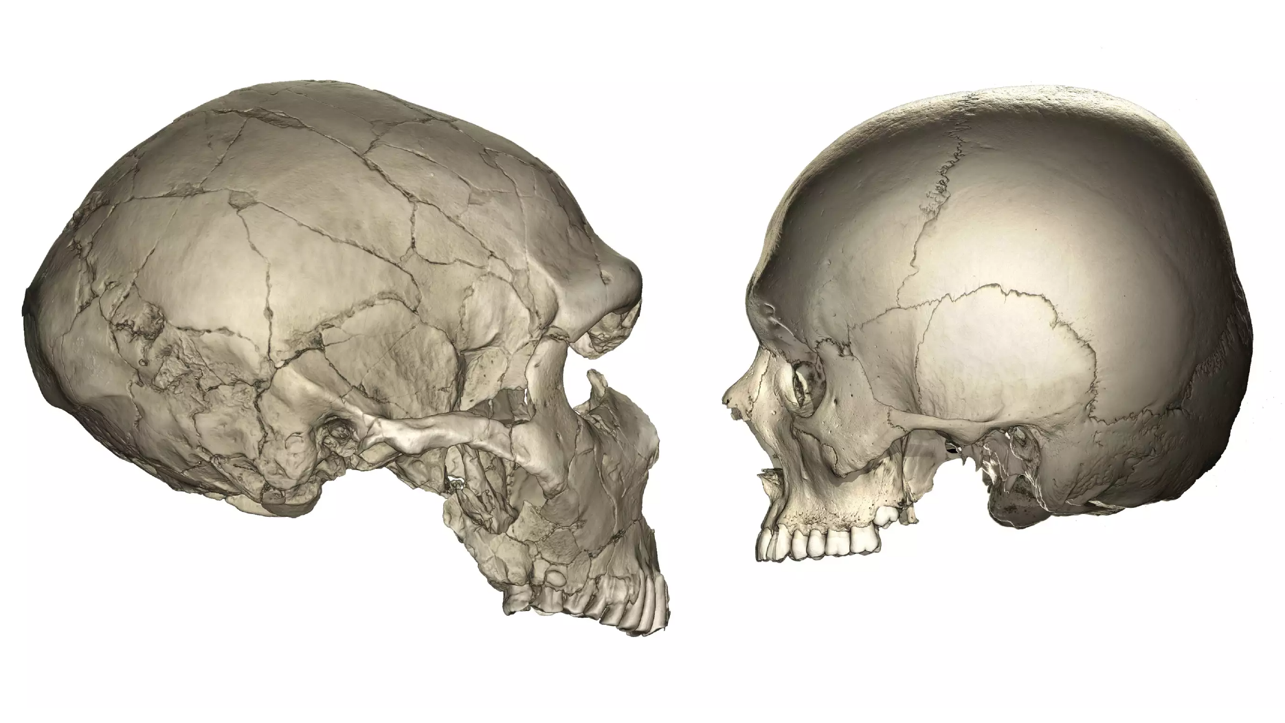 de-ce-oamenii-moderni-au-fete-mai-mici-decat-neanderthalii-si-cimpanzeii