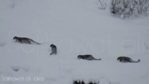 4-leoparde-de-zapada-observate-impreuna-pe-muntele-pakistan-indepartat-in-imagini-rare